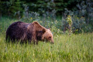 Stalking Grizzly